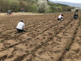 黒瀬ラベンダー園のボランティア作業