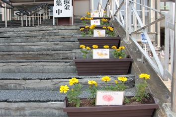 植栽したプランターを階段にならべたところ