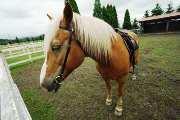 ソメスサドルで馬とのふれあい