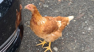 自分の姿を見て車を突っつく鳥