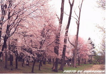 入選「北光園の桜」成田　正治氏