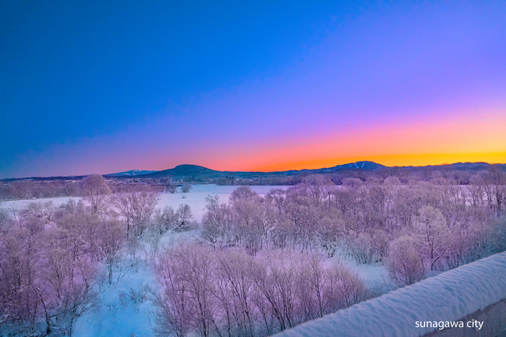 冬桜が咲く厳寒の朝