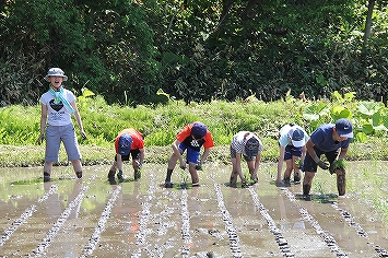 田植え