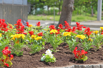 植えたお花